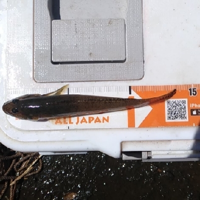 鶴見川 ハゼ釣り