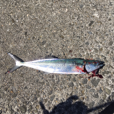 もう少しでハマチ