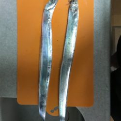 水軒にて人多い、タチウオはいる