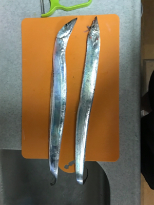 水軒にて人多い、タチウオはいる