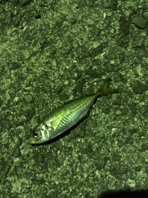 釣りガール  アジング