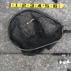 夏シーバス63センチ