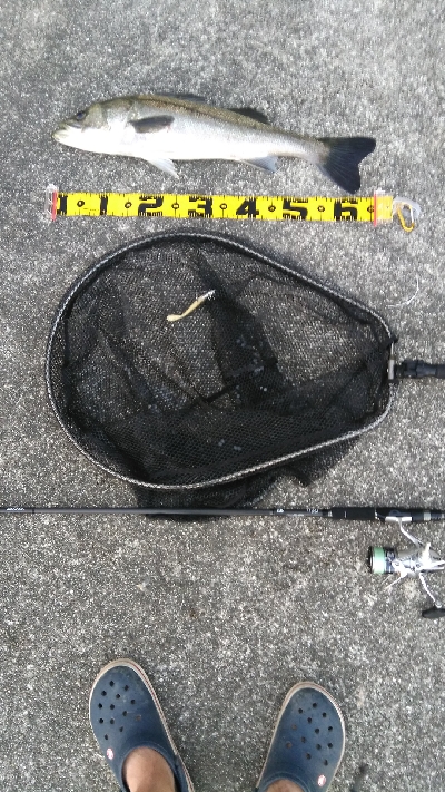 夏シーバス63センチ