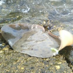 今年初のタチウオ