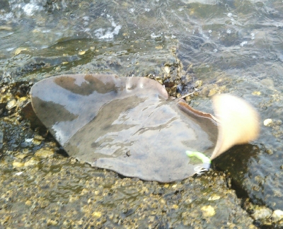 今年初のタチウオ