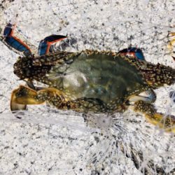 粘ってのサバタチ大漁♪