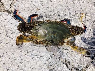 粘ってのサバタチ大漁♪