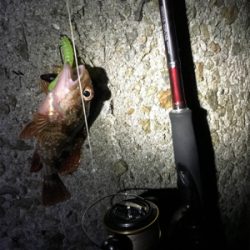 連日の楽しい釣行