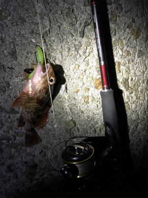 連日の楽しい釣行