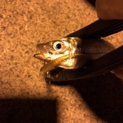 ナイトアジング3