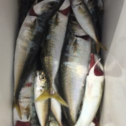 サビキでBigサバとアジ