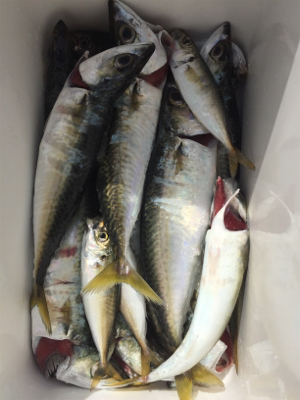 サビキでBigサバとアジ