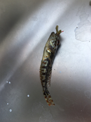 タチウオはいるけど乗らない