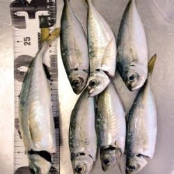 尺でましたヽ(;▽;)ノ