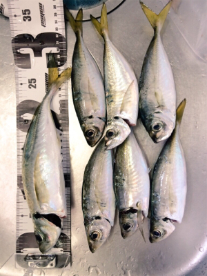 尺でましたヽ(;▽;)ノ