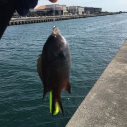 ショアジギからの〜胴付き五目