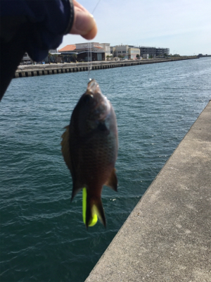 ショアジギからの〜胴付き五目