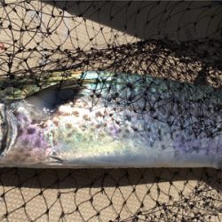 イワシパターン