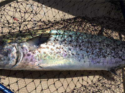 イワシパターン