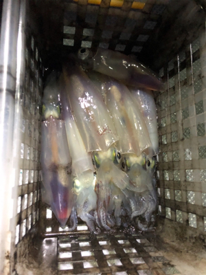 イカメタルリベンジ