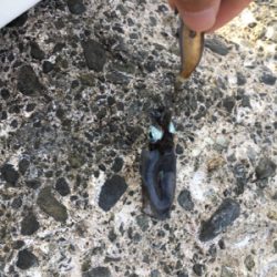 アジングとエギング