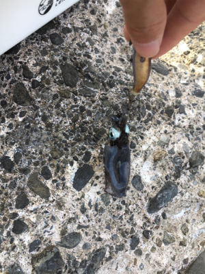 アジングとエギング