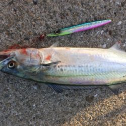 サゴシと太刀魚まわってきたぞー♪