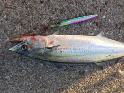 サゴシと太刀魚まわってきたぞー♪