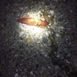 ケンサキ、渋いです。