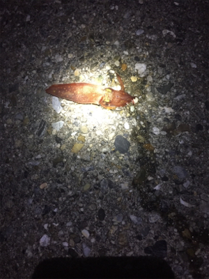 ケンサキ、渋いです。