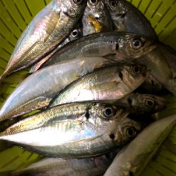 サバをアジと呼ぶ男