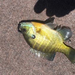 ８月１８日の河口湖バス釣り