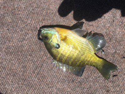 ８月１８日の河口湖バス釣り