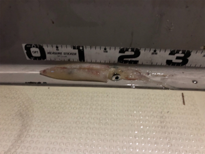 大阪湾 イカメタル ゲーム 大阪湾 オーシャンズ!