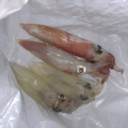 今季初ケンサキ