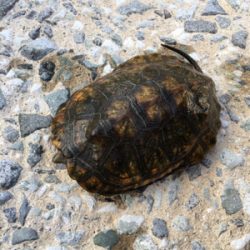 夕まづめナマズ釣り