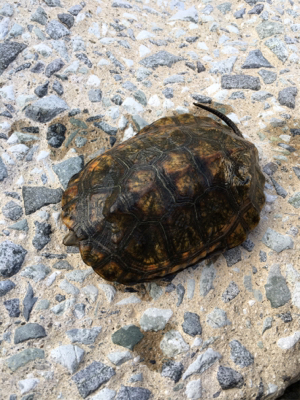 夕まづめナマズ釣り