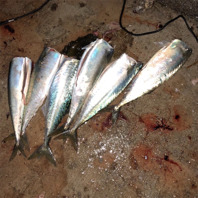 垂水漁港でジギング大爆釣！