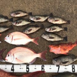 鯛ラバ  メバル