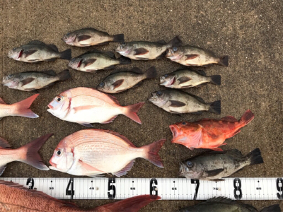 鯛ラバ  メバル