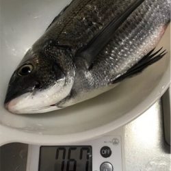 有網代港フカセ釣り釣果