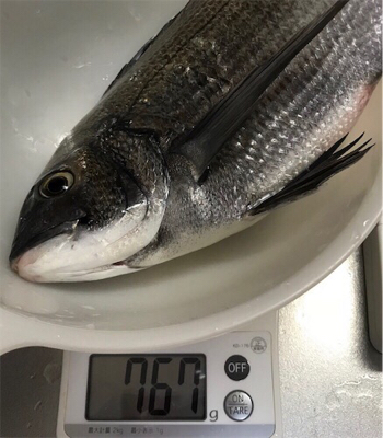 有網代港フカセ釣り釣果