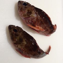 夏イカ釣れたー♪