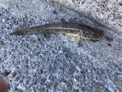 須賀港でハゼ釣り