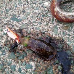 秋アオリ　短時間釣行