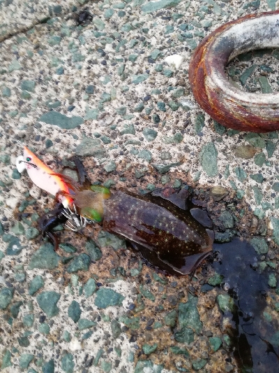 秋アオリ　短時間釣行