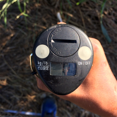 スレてるけどなんとか一本