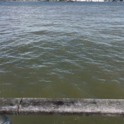 台風後のコスモ