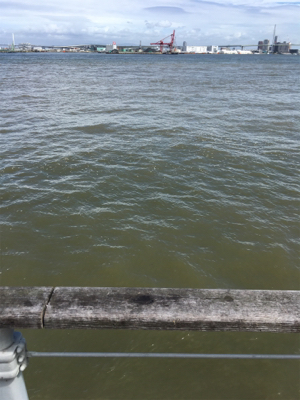 台風後のコスモ