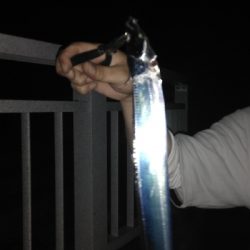 タチウオ渋かったが色々釣れた